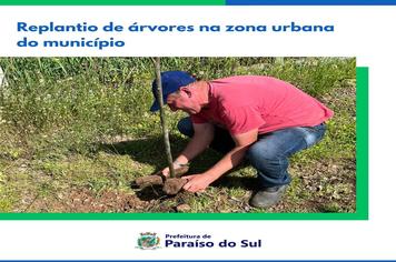 Replantio de árvores na zona urbana do município