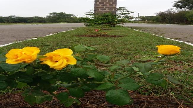 CAMPANHA FLORIR PARAÍSO